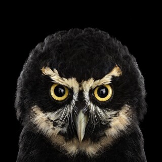 birds1_1483