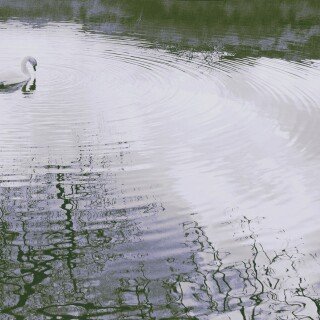 birds1_1507