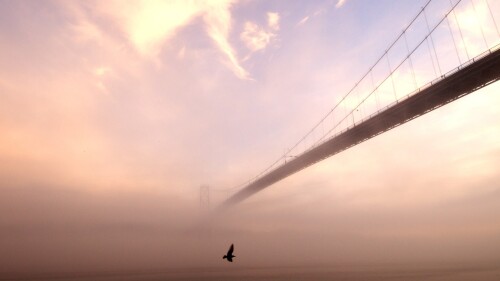 birds1 1528