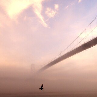 birds1_1528
