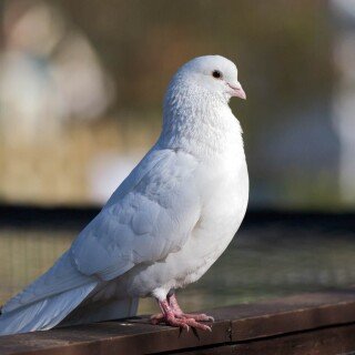 birds1_1529