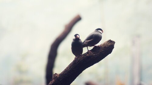 birds1_1535.jpg