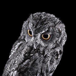 birds1_1536