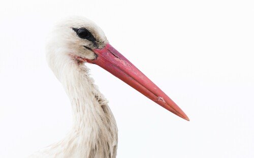 birds1 1578