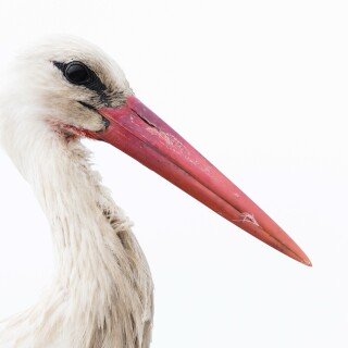 birds1_1578