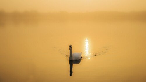 birds1 1584