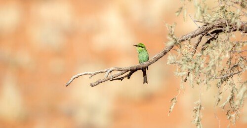 birds1 1585