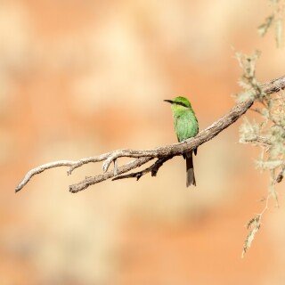 birds1_1585