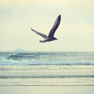 birds1_1596