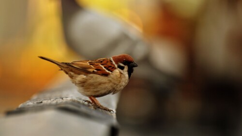 birds1_1597.jpg