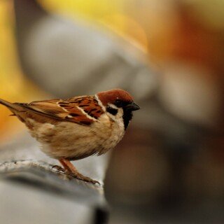 birds1_1597