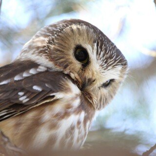 birds1_1603