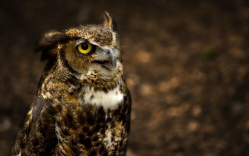 birds1_1617.jpg