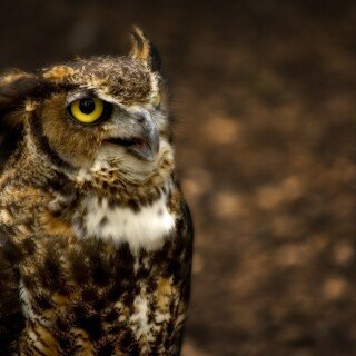 birds1_1617