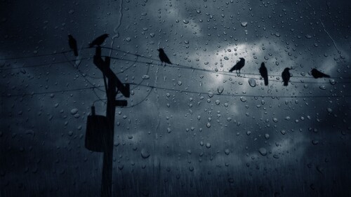 birds1_1623.jpg