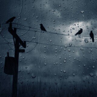 birds1_1623