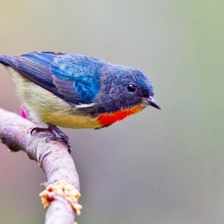 birds1_1624