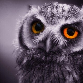 birds1_1638