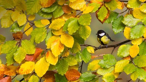 birds1 1641