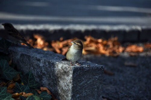 birds1 1657