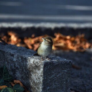 birds1_1657