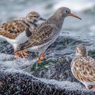 birds1_1671