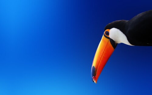 birds1_1701.jpg