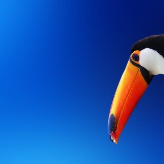 birds1_1701