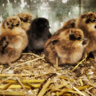 birds1_1704