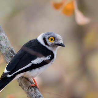 birds1_1707