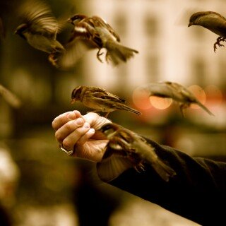 birds1_1712