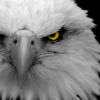 birds1_1731