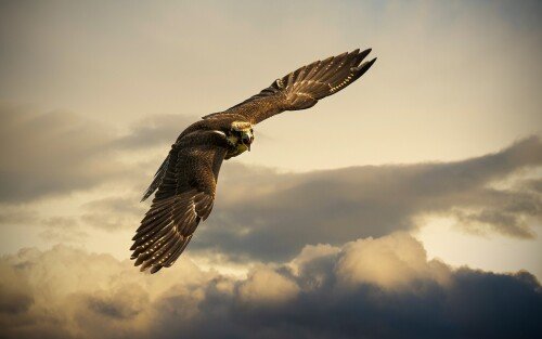 birds1_1732.jpg