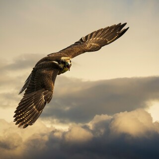 birds1_1732