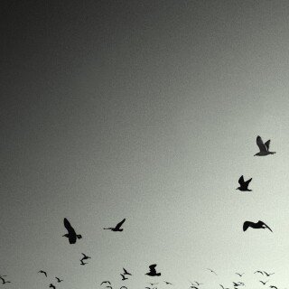 birds1_1748