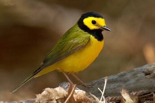birds1 1758