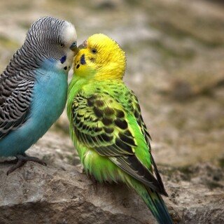 birds1_1767