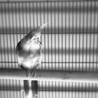 birds1_1770