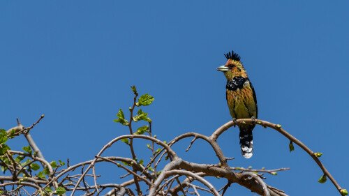 birds1 1773