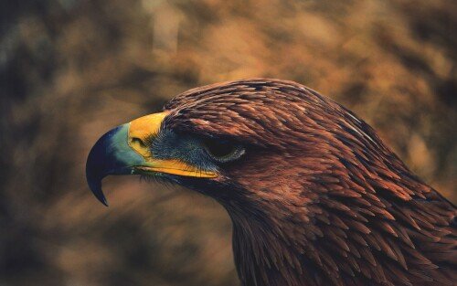 birds1_1774.jpg