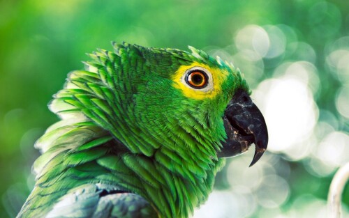 birds1_1775.jpg