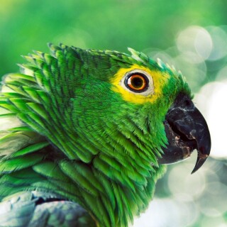 birds1_1775