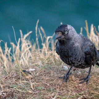 birds1_1777