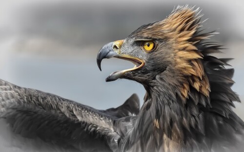 birds1 1783