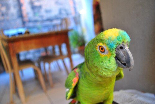 birds1_1790.jpg