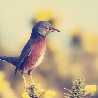 birds1_1791