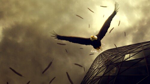 birds1_1792.jpg
