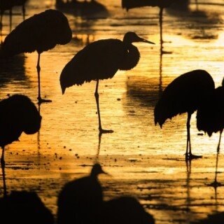 birds1_1821