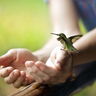 birds1_1823