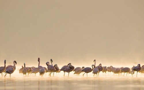 birds1_1826.jpg